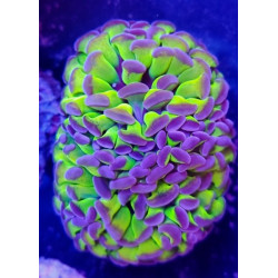 EUPHYLLIA PARANCORA REVERSE (DOUBLE HEAD)