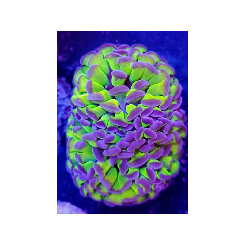 EUPHYLLIA PARANCORA REVERSE (DOUBLE HEAD)