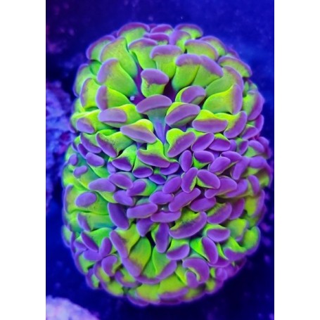 EUPHYLLIA PARANCORA REVERSE (CABEZA DOBLE)