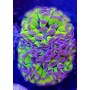EUPHYLLIA PARANCORA REVERSE (CABEZA DOBLE)
