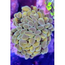 EUPHYLLIA PARANCORA (DOUBLE HEAD)