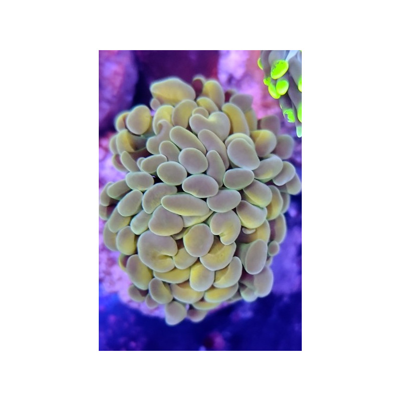 EUPHYLLIA PARANCORA (DOUBLE HEAD)