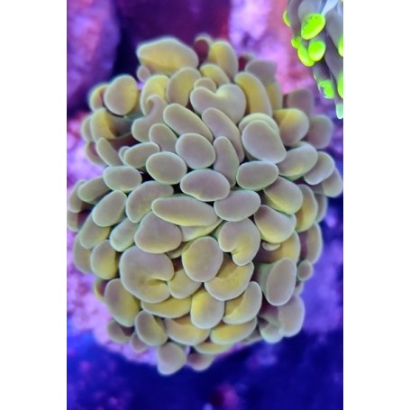 EUPHYLLIA PARANCORA (CABEZA DOBLE)