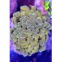 EUPHYLLIA PARANCORA (CABEZA DOBLE)