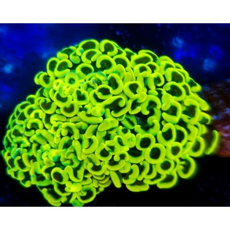 EUPHYLLIA ANCORA GOLD YELLOW