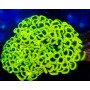 EUPHYLLIA ANCORA GOLD YELLOW
