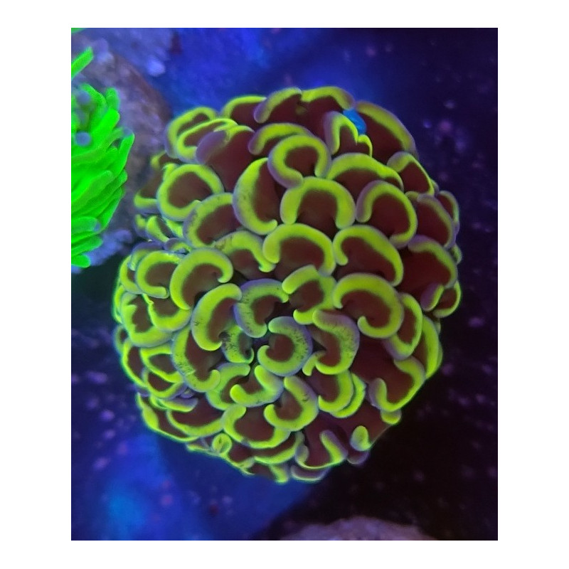 EUPHYLLIA PARANCORA YELLOW BIG HEAD