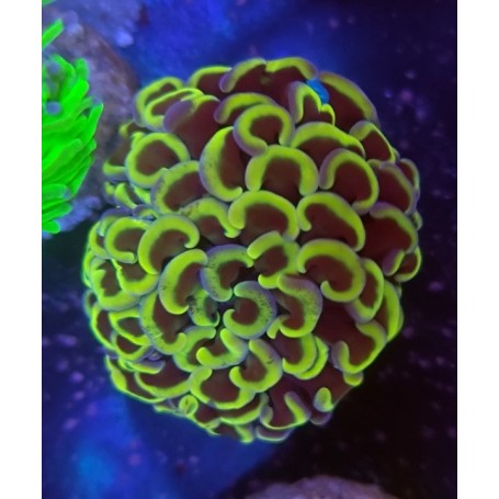 EUPHYLLIA PARANCORA YELLOW  BIG HEAD