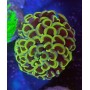 EUPHYLLIA PARANCORA YELLOW  BIG HEAD