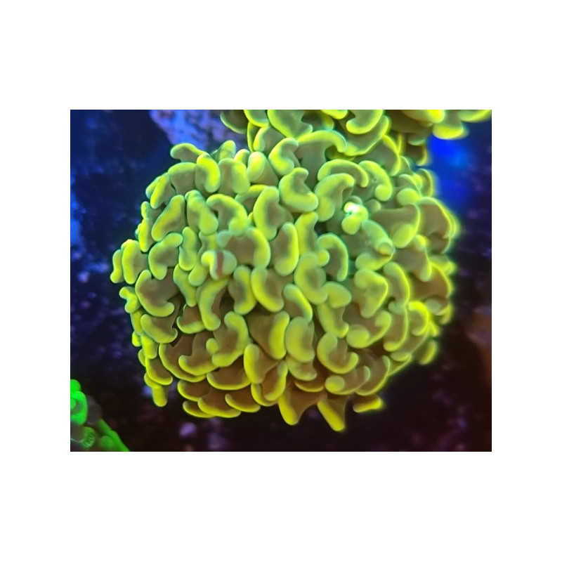 EUPHYLLIA PARANCORA GOLD GRADE A BIG HEAD