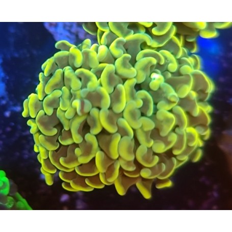 EUPHYLLIA PARANCORA GOLD GRADE A BIG HEAD