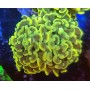 EUPHYLLIA PARANCORA GOLD GRADE A BIG HEAD