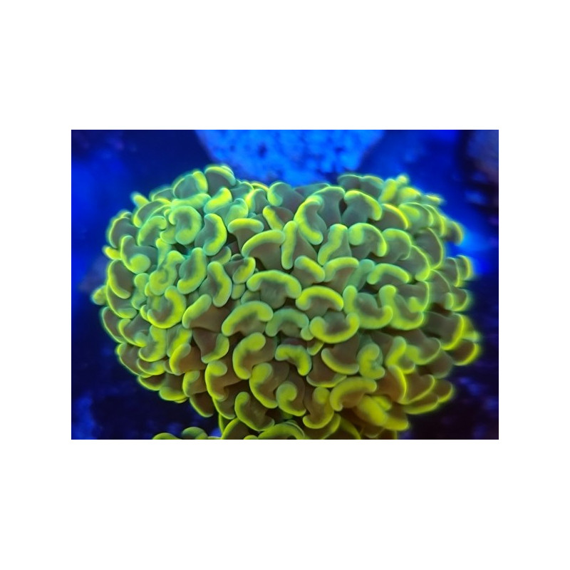 EUPHYLLIA PARANCORA GOLD BIG HEADS