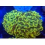EUPHYLLIA PARANCORA GOLD BIG HEADS