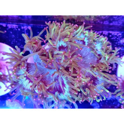 CATHALAPHYLLIA PINK TIPS