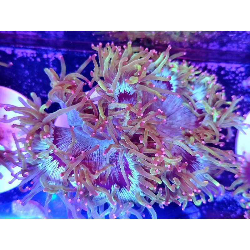 CATHALAPHYLLIA PINK TIPS