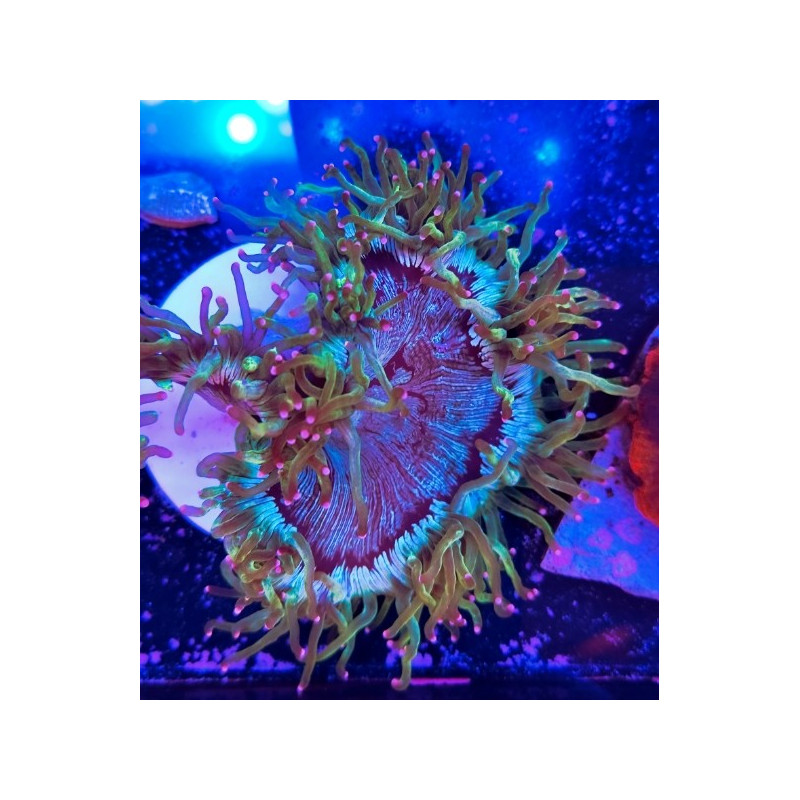 CATHALAPHYLLIA PINK TIPS