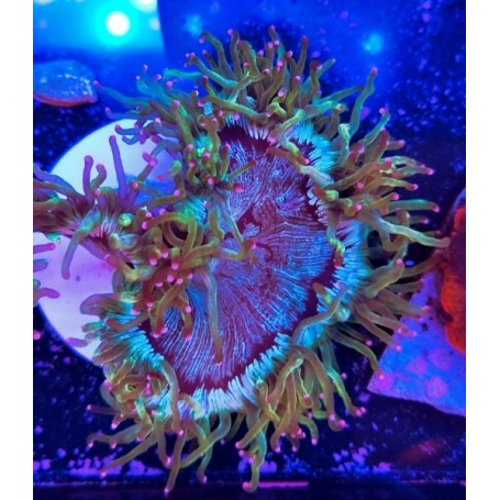 CATHSLAPHYLLIA PINK TIPS