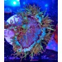 CATHSLAPHYLLIA PINK TIPS
