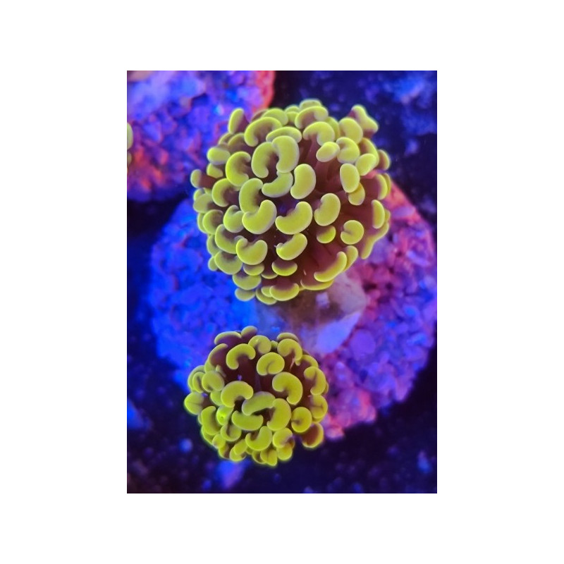 EUPHYLLIA PARANCORA COOPER