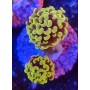 EUPHYLLIA PARANCORA COOPER