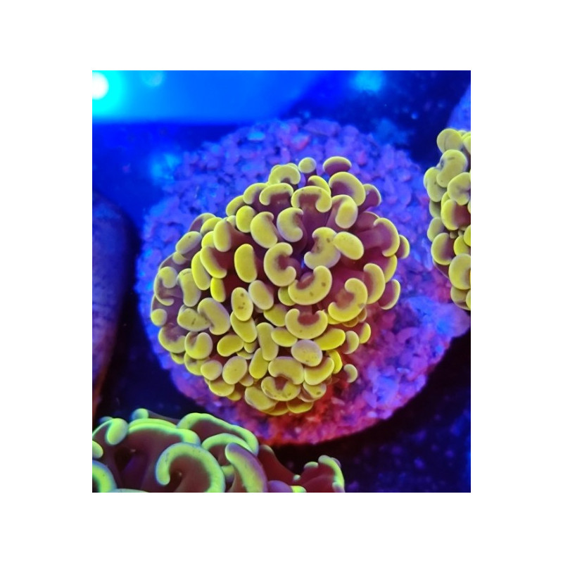 EUPHILIA PARANCORA COPER