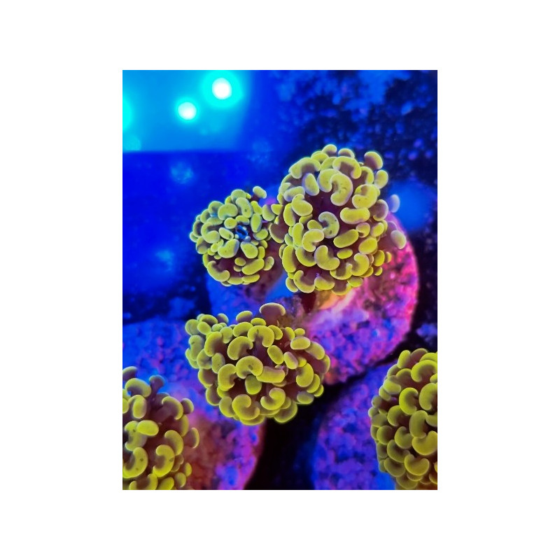 EUPHYLLIA PARANCORA COPPER