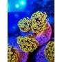 EUPHYLLIA PARANCORA COPPER