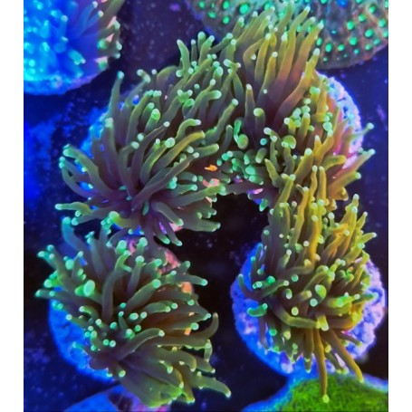 copy of EUPHILLIA GRABESCEN GREEN (cabeza doble)