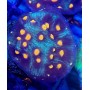 OXYPHORA MANGO