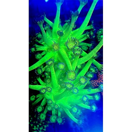 GONIOPORA ULTRA