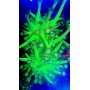 GONIOPORA ULTRA