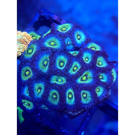 ZOANTHUS PREDATORS