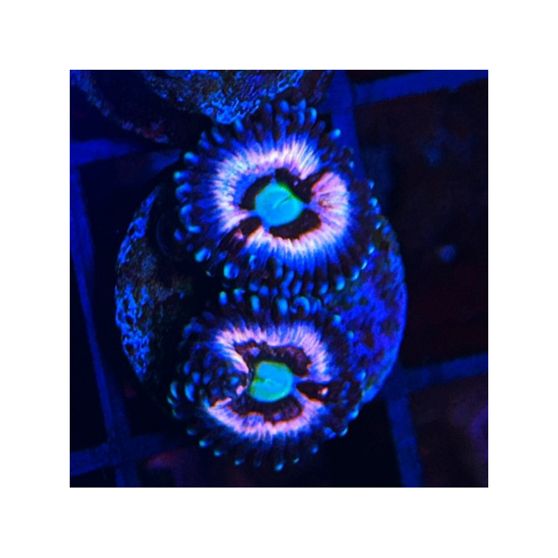 ZOANTHUS ICE PHANTOM