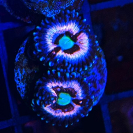 ZOANTHUS ICE PHANTOM