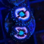 ZOANTHUS ICE PHANTOM