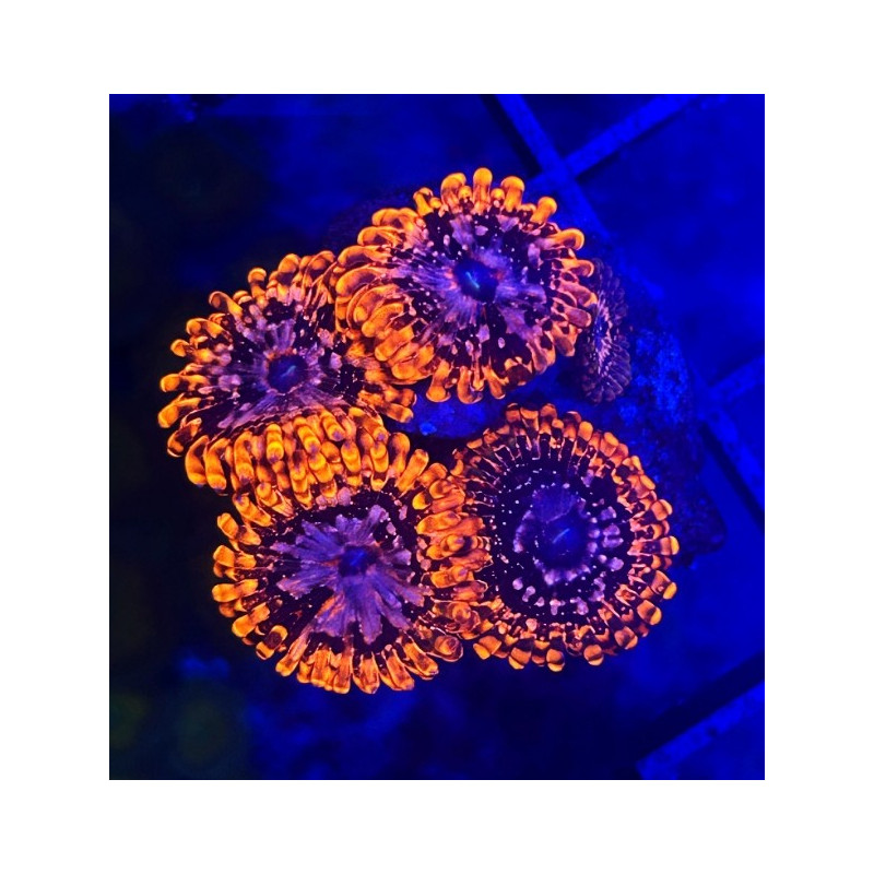 ZOANTHUS UTTER CHAOS