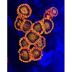 ZOANTHUS ORANGE MANDARIN