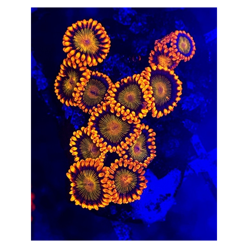 ZOANTHUS ORANGE MANDARIN