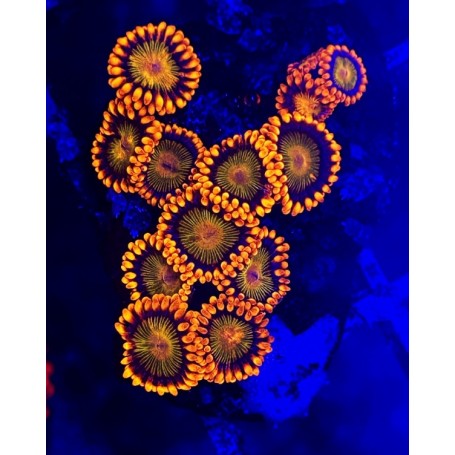 ZOANTHUS ORANGE MANDARINE