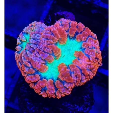 BLASTOMUSSA WELSI