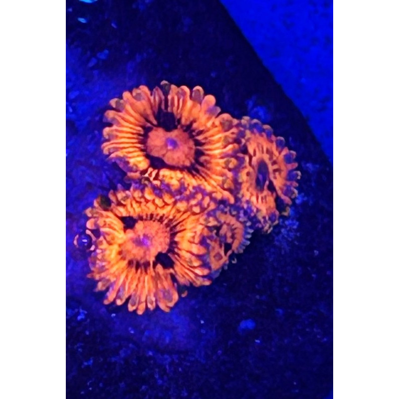 ZOANTHUS VALENTINE DAY MASSACRE