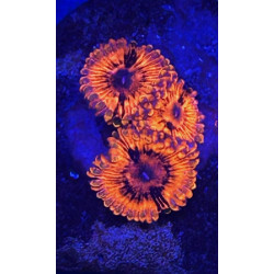 ZOANTHUS VALENTINE DAY MASSACRE