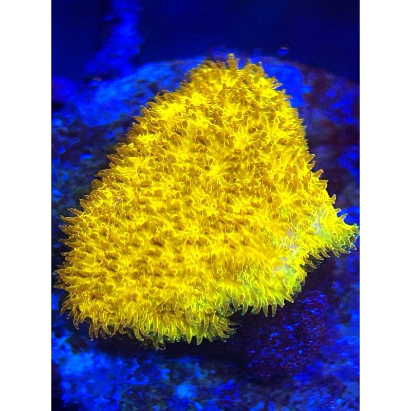 PSANMACORA GOLD.  (FRAG)