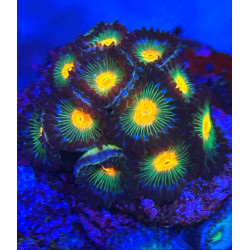 GORILLA NIPPLES ZOANTHUS