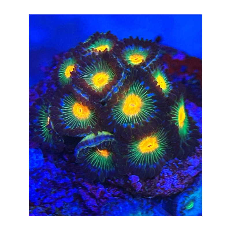 ZOANTHUS GORILLA NIPPLES