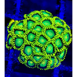 RADIOACTIVE ZOANTHUS