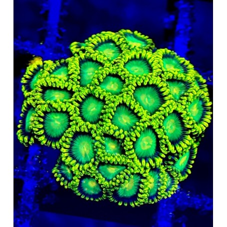 ZOANTHUS RADIOACTIVE