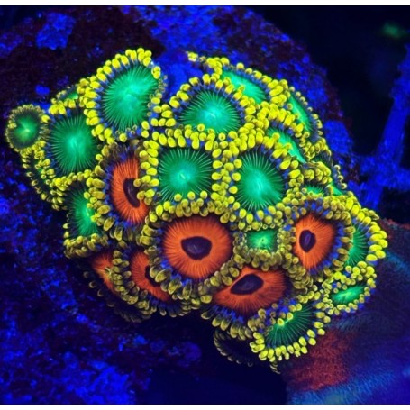 ZOANTHUS MIX