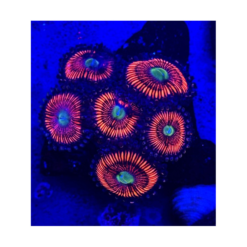 ZOANTHUS LORD OF THE RING